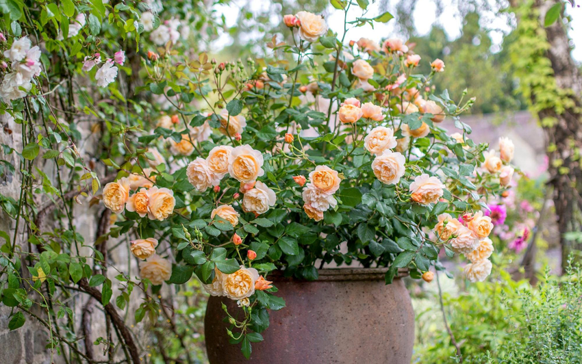 Roald Dahl planted in a terracotta pot