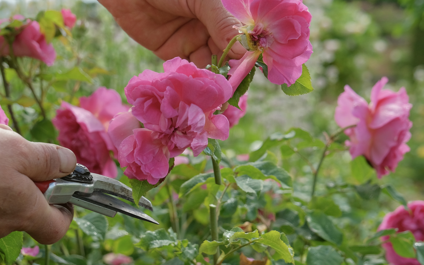 Deadheading a pink rose with secateurs