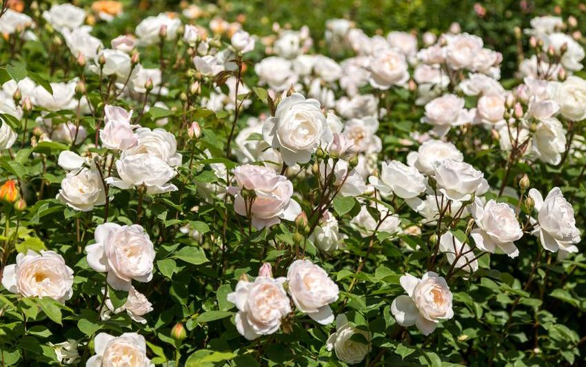 The benefits of planting English roses in threes and fives