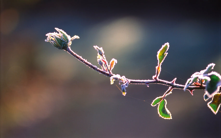 Winter care guide for English roses