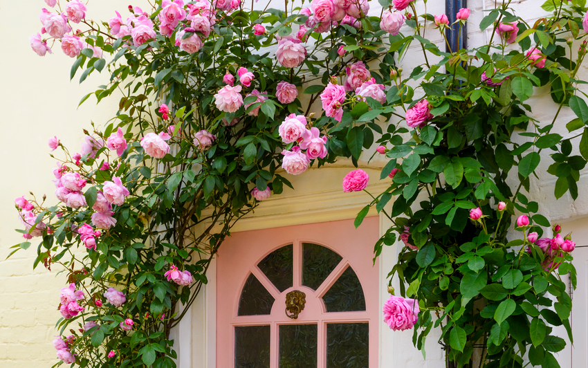 Mary Delany English climbing rose