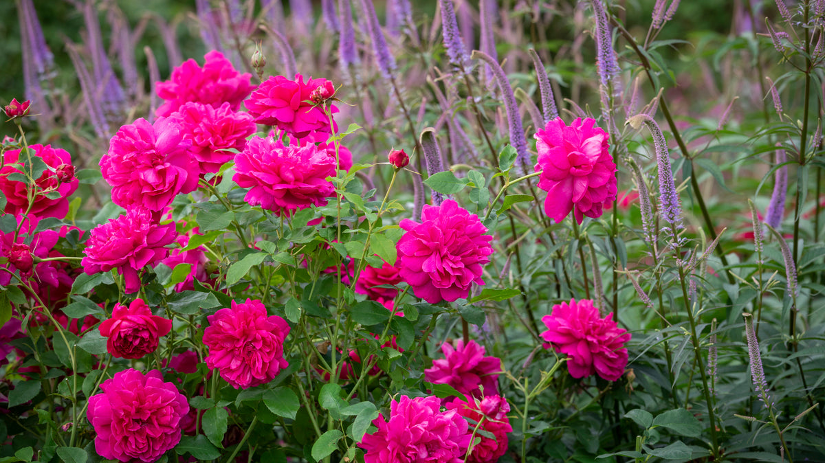 Thomas à Becket® (Auswinston): The rose with a connection to Canterbury Cathedral