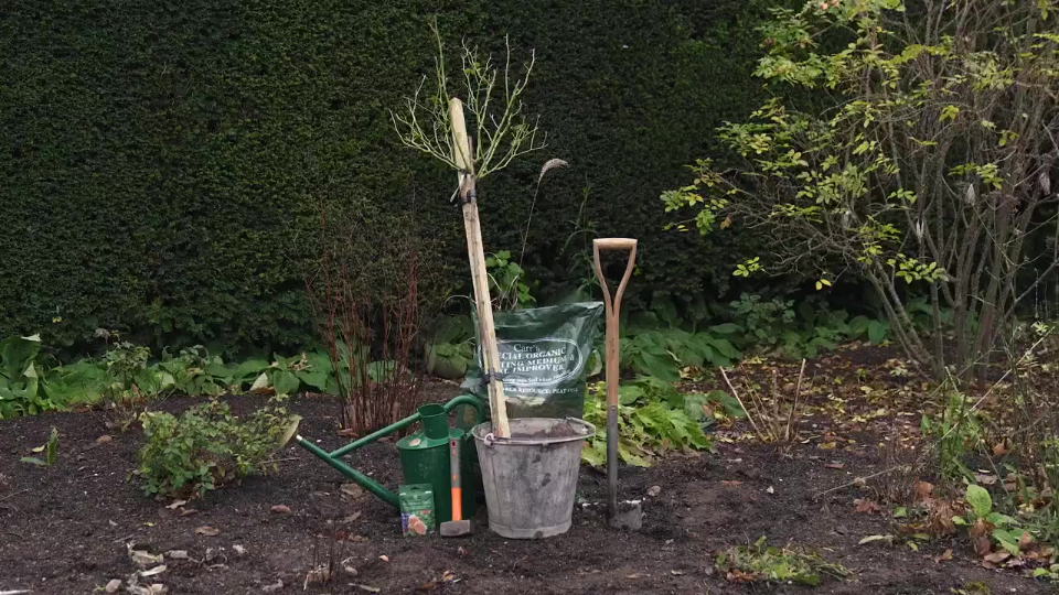 How to plant a bare root standard tree rose