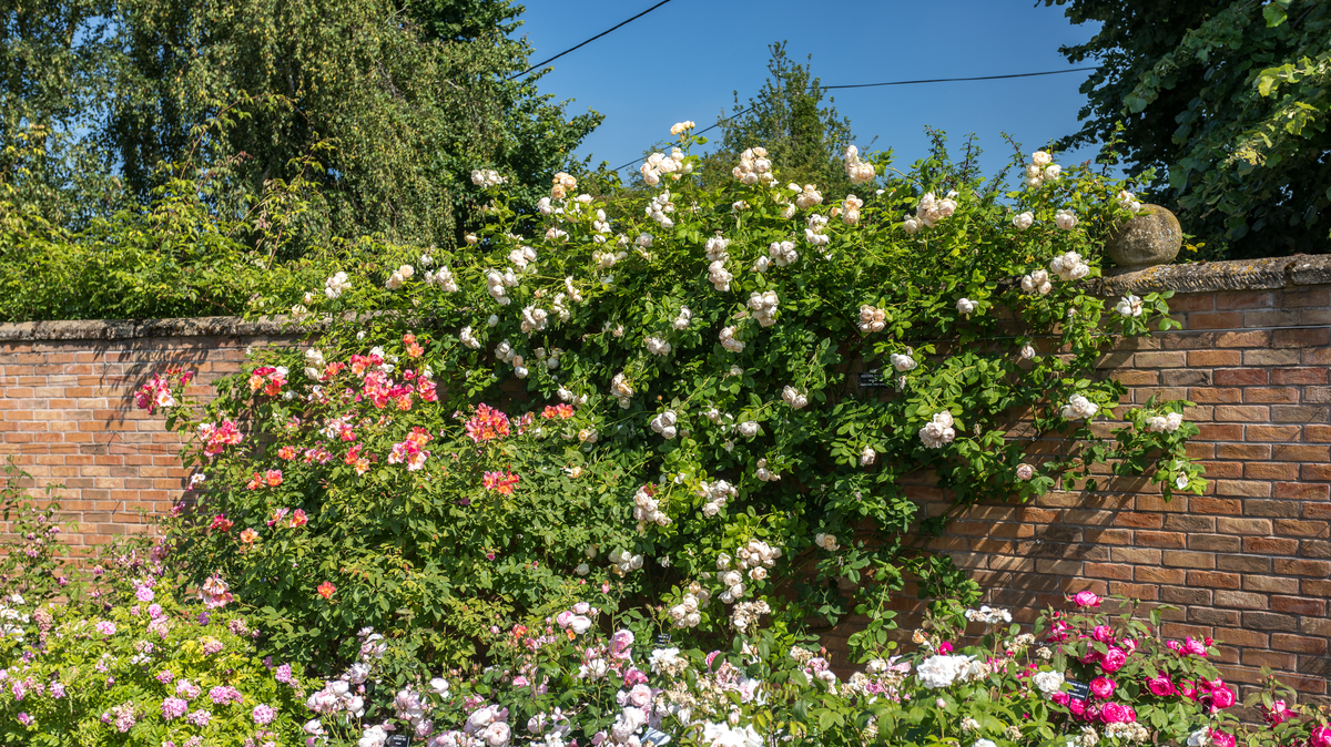 Wollerton Old Hall English climbing rose, growing up a brick wall