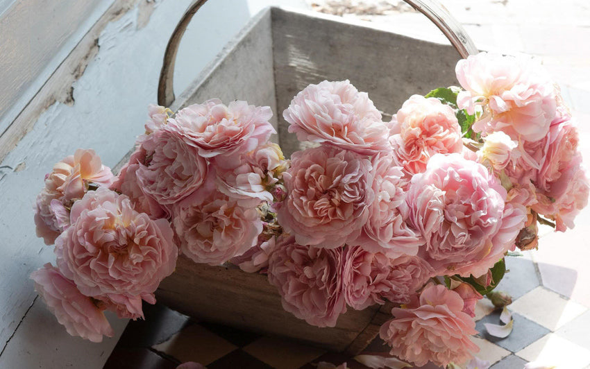 Roses best for indoor arrangements