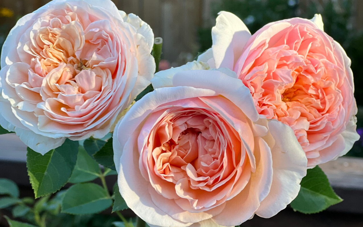 Evelyn english shrub rose