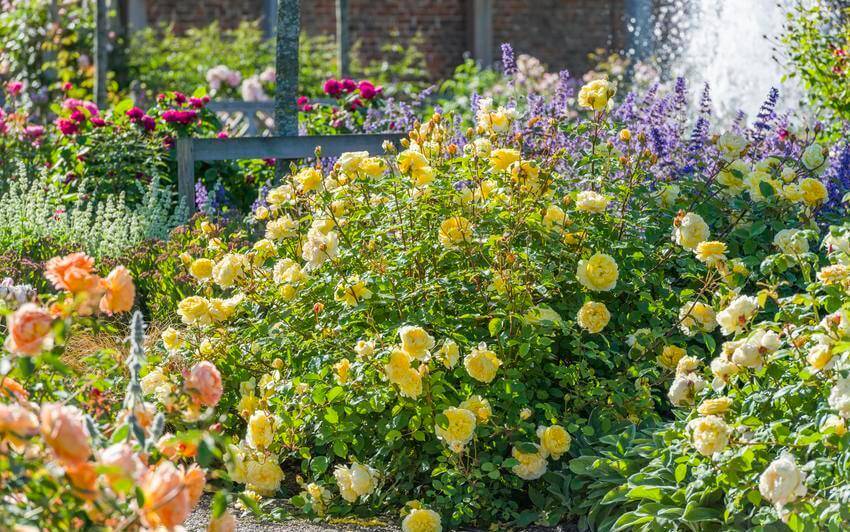 Exquisitely Fragrant English Roses