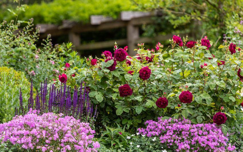 Creating a cottage garden style mixed border