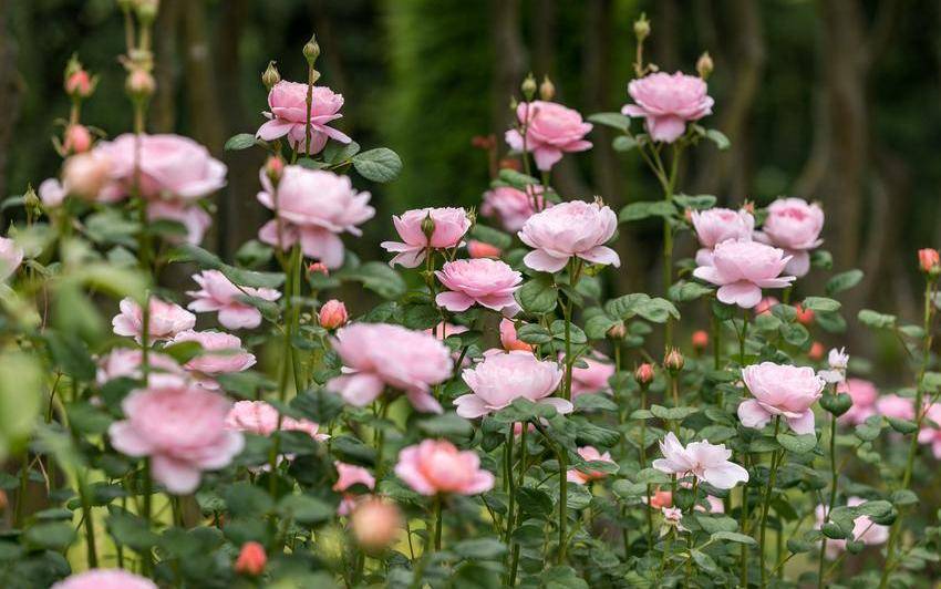 Create a garden full of pale and pastel pink roses