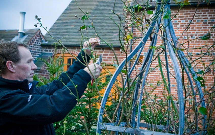 Pruning English Climbers