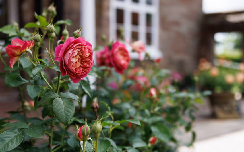 David Austin&reg; Roses raises £10,000 for the National Garden Scheme