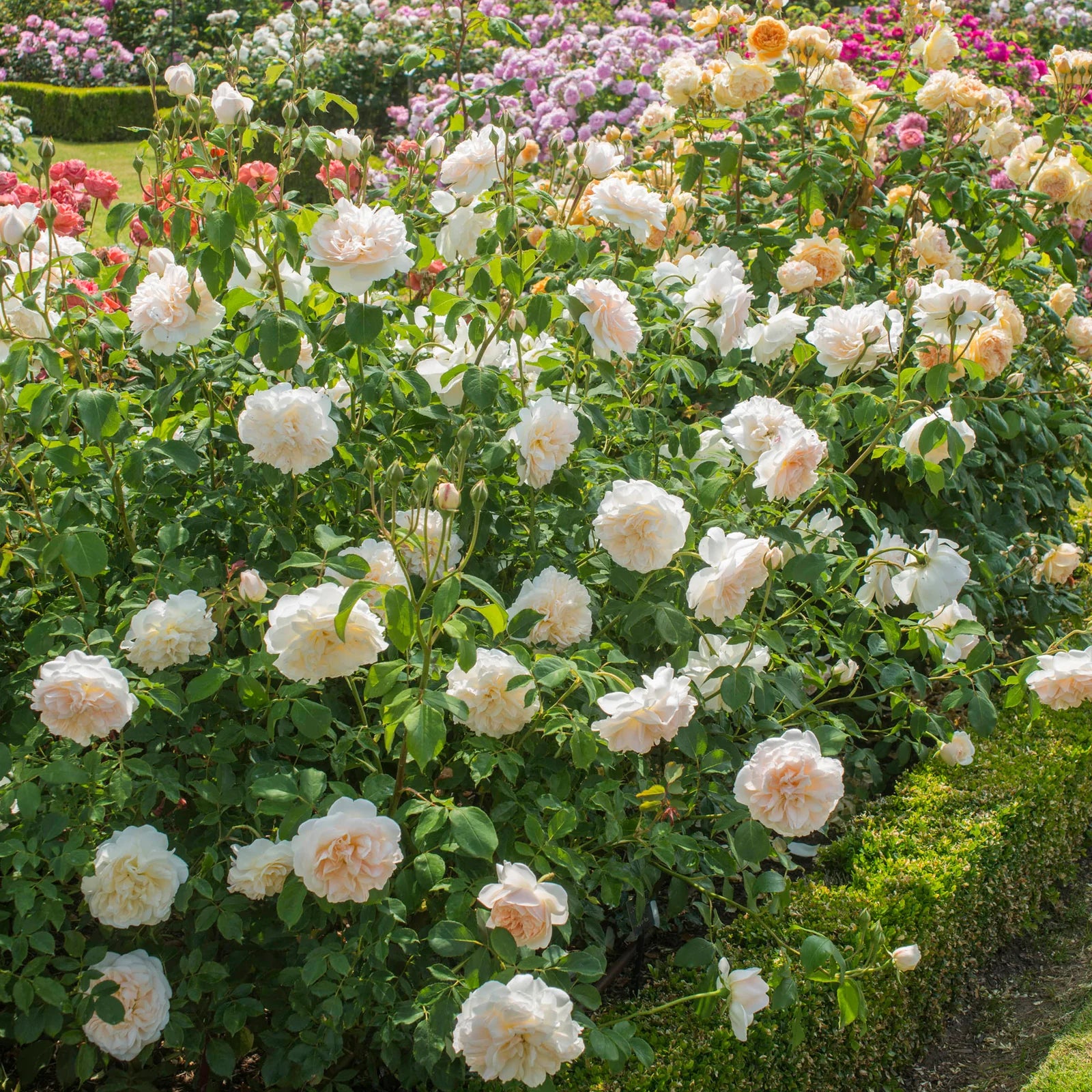 Lichfield Angel 10 Rose Hedging Bundle