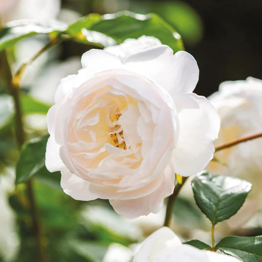 English Rose Hedge Bundle