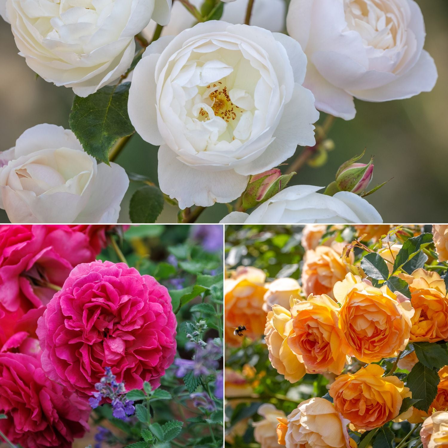 English Rose Hedge Bundle