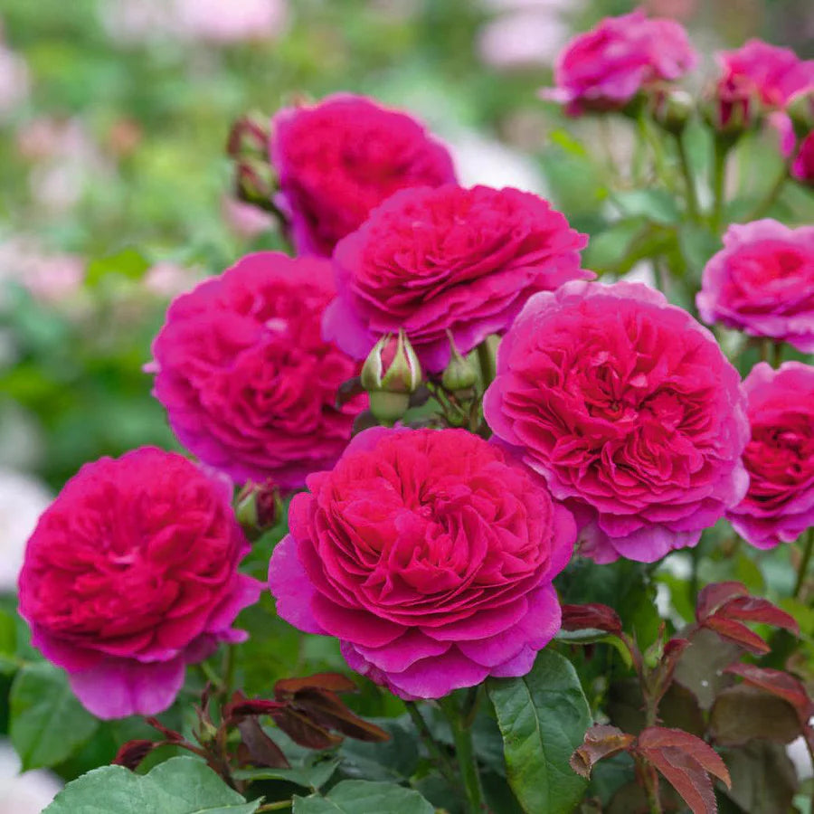 English Rose Hedge Bundle