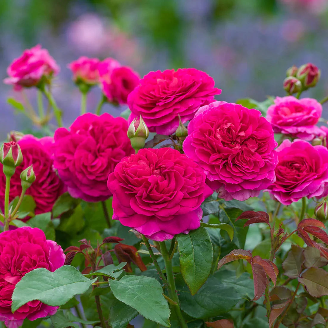 Gabriel Oak 5 Rose Hedging Bundle