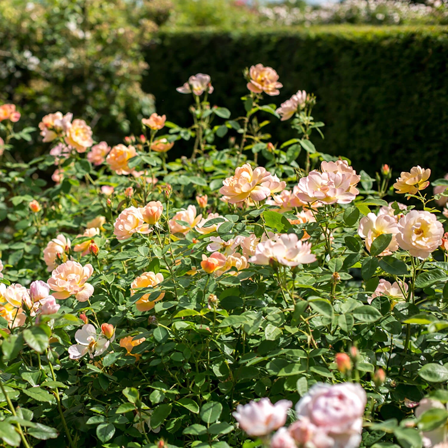 The Lark Ascending® 5 Rose Hedging Bundle