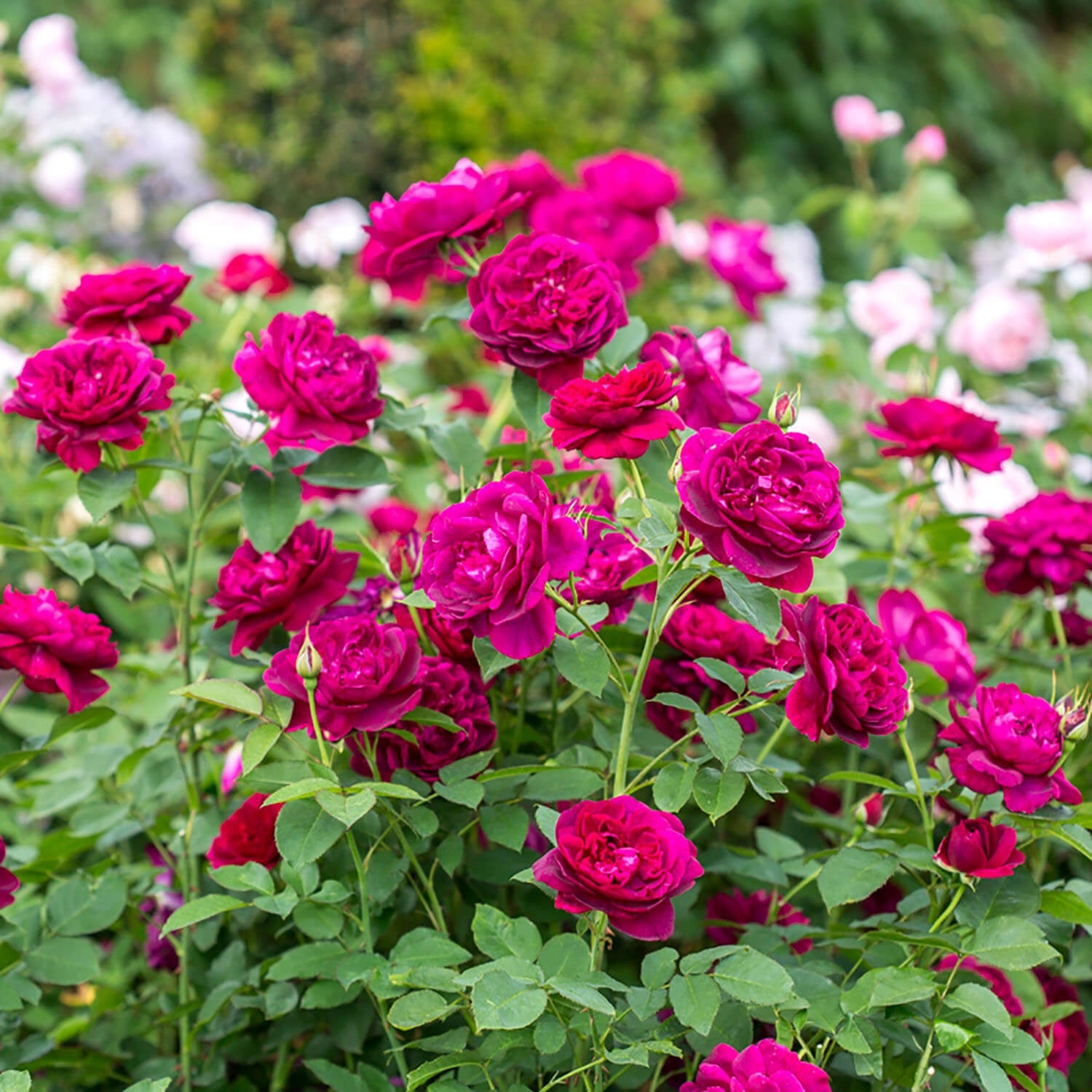 Darcey Bussell