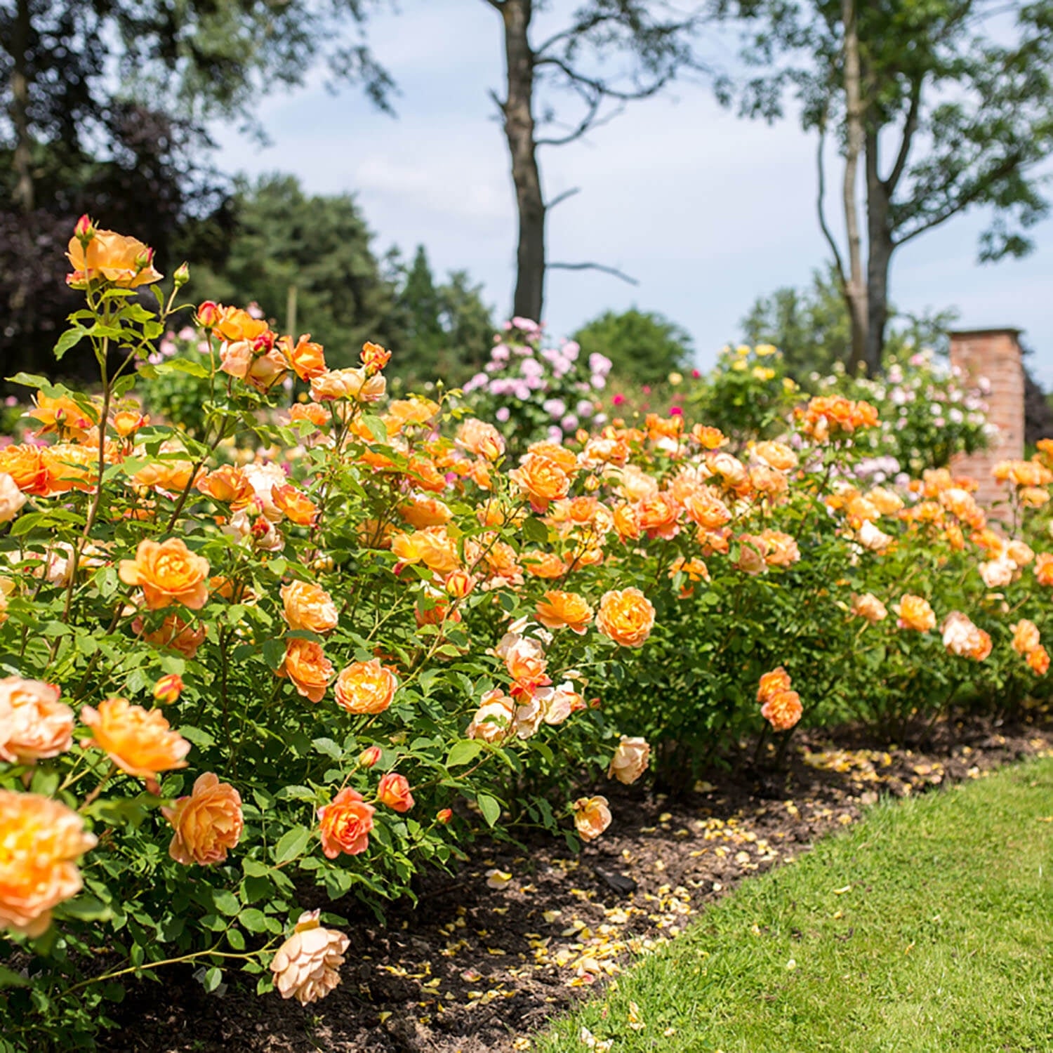 Lady of Shalott 10 Rose Hedging Bundle