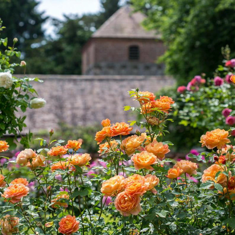 Lady of Shalott