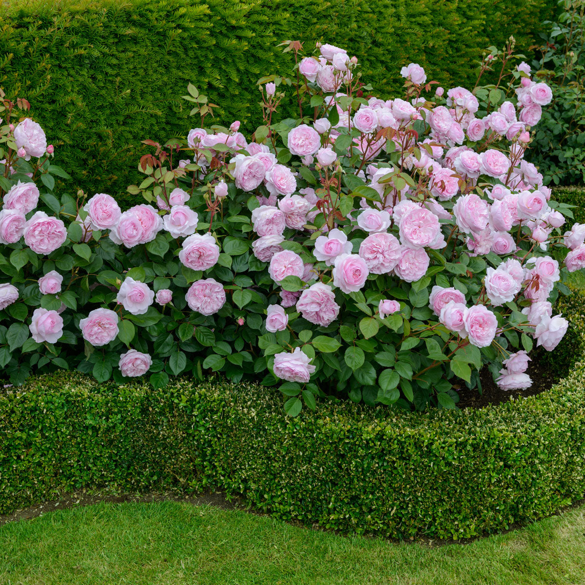 Olivia Rose Austin® 5 Rose Hedging Bundle