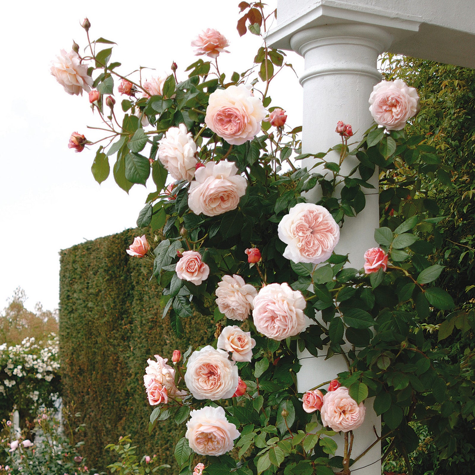 A Shropshire Lad