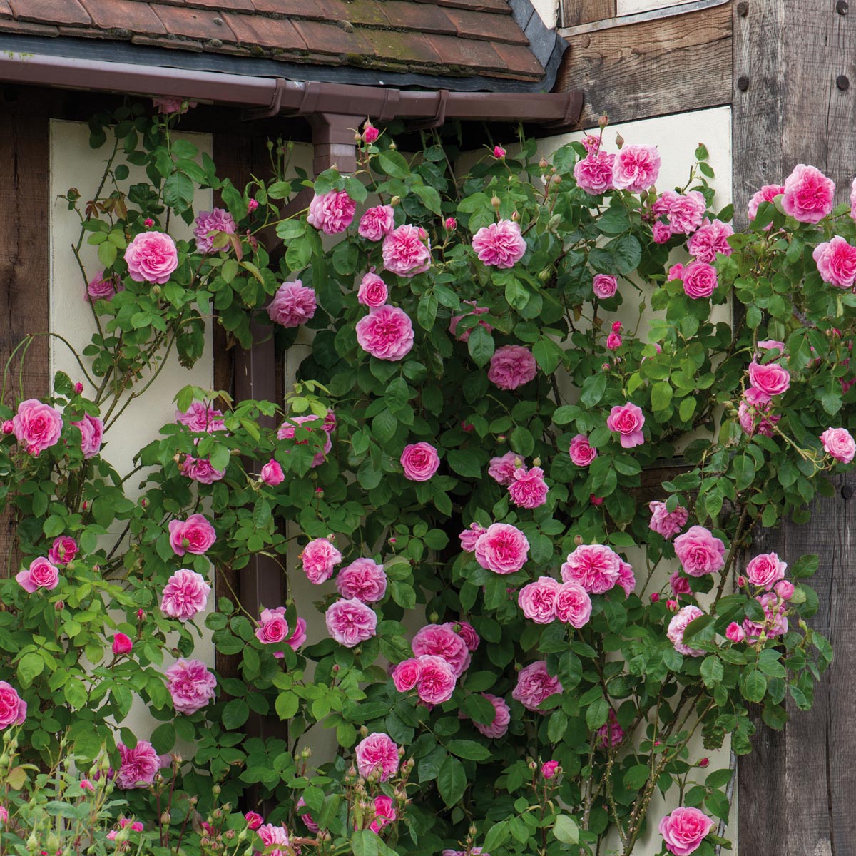 Gertrude Jekyll®