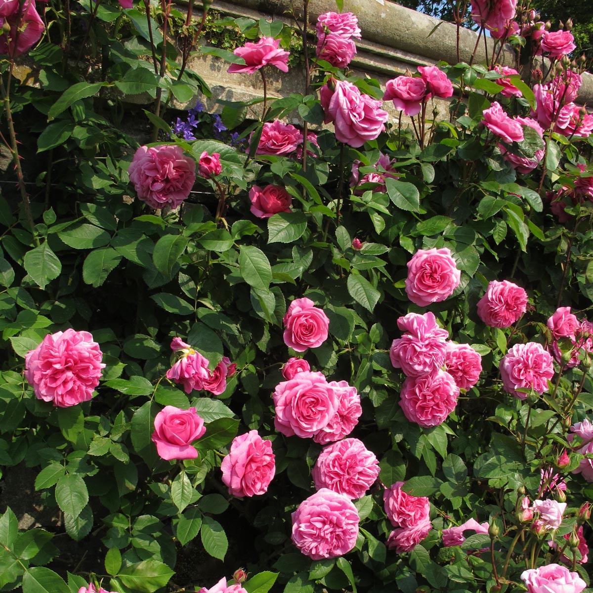 Gertrude Jekyll®