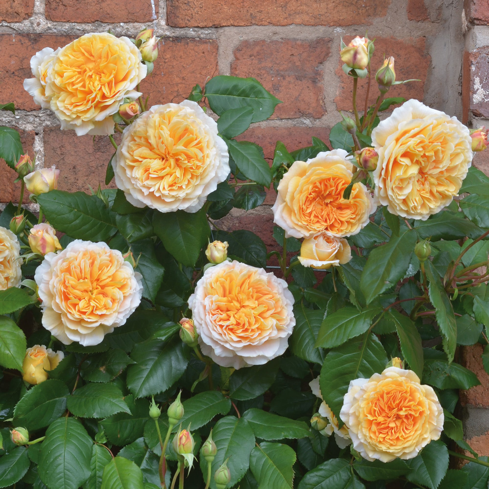 Crown Princess Margareta®