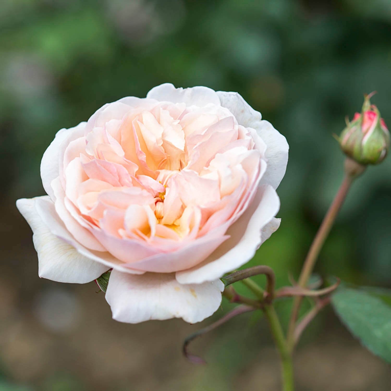 A Shropshire Lad