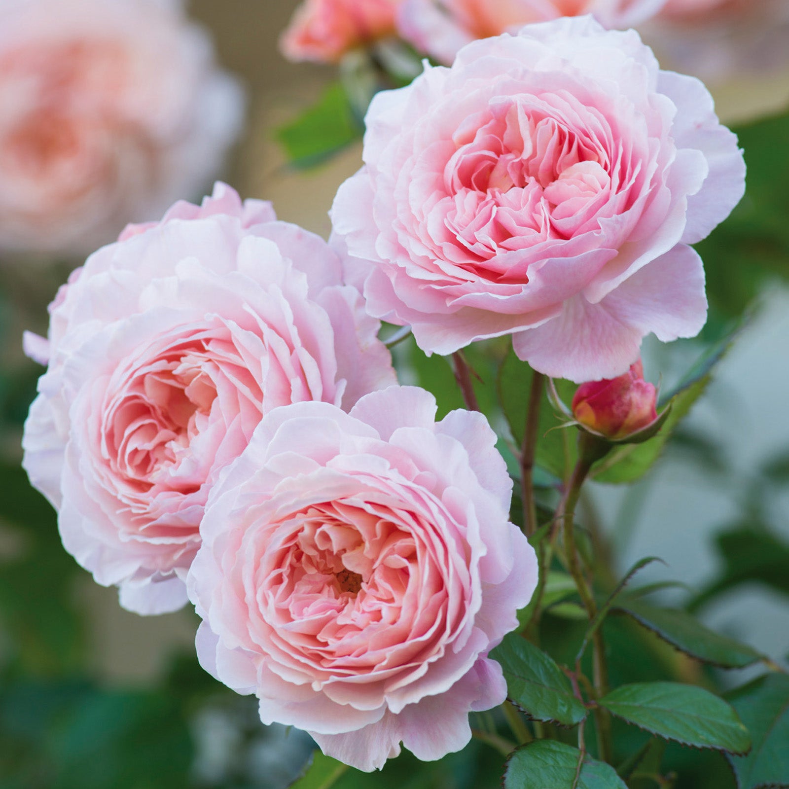 A Shropshire Lad