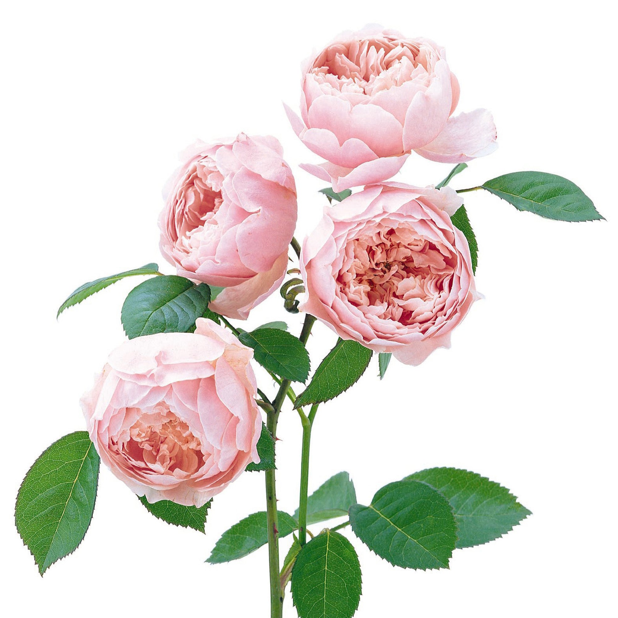 The Alnwick Rose®