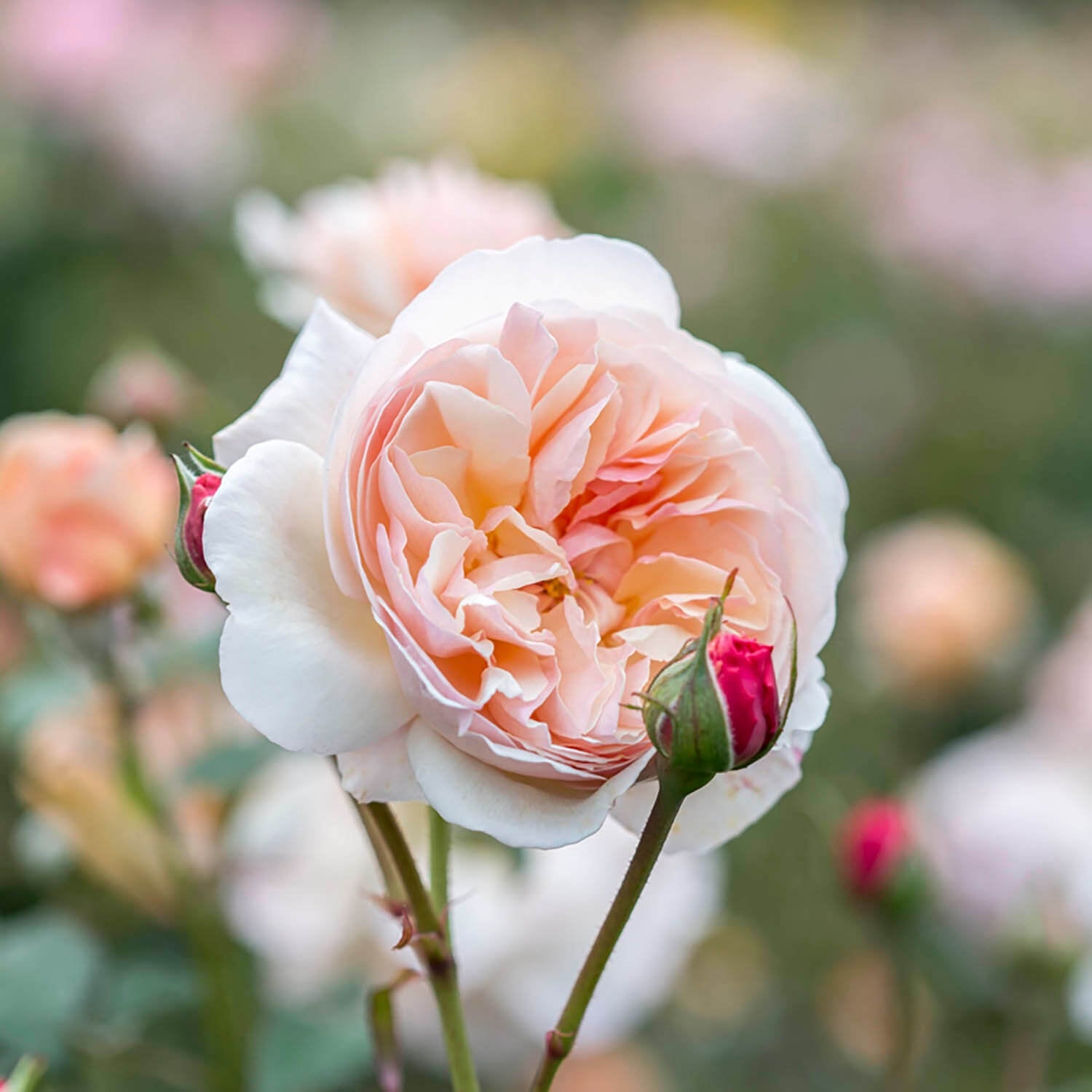 A Shropshire Lad