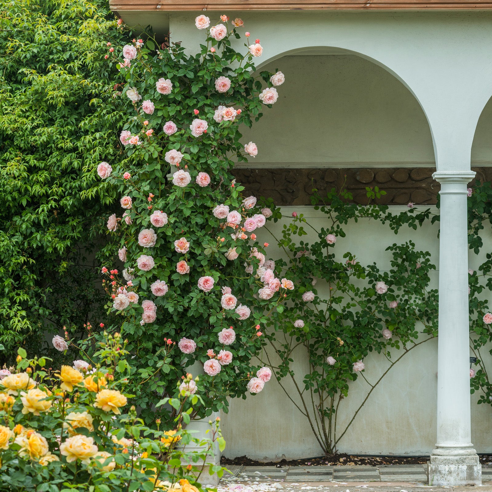 A Shropshire Lad