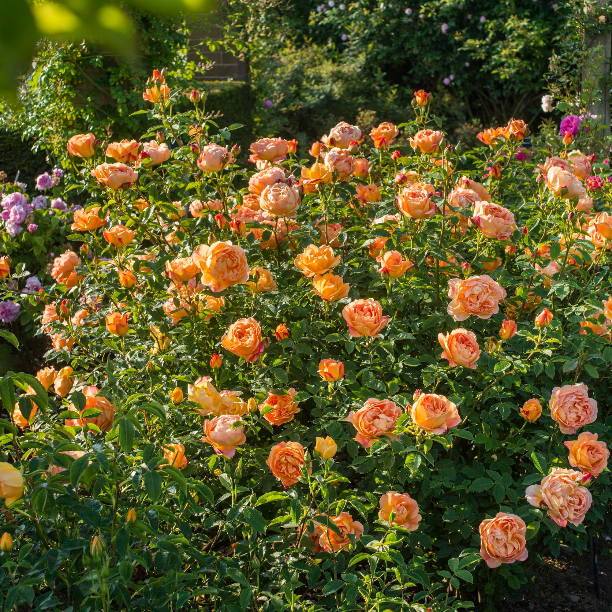 Lady of Shalott